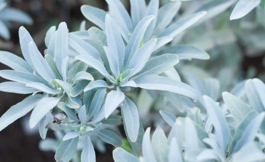 Propiedades de la Salvia Blanca