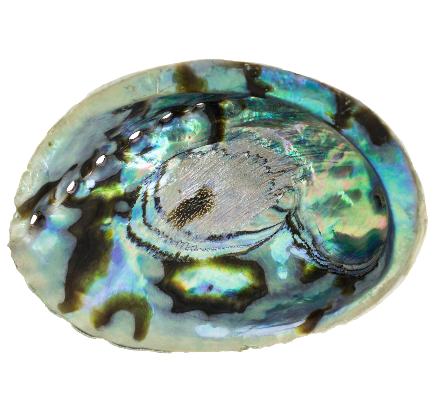 Concha de Abalone