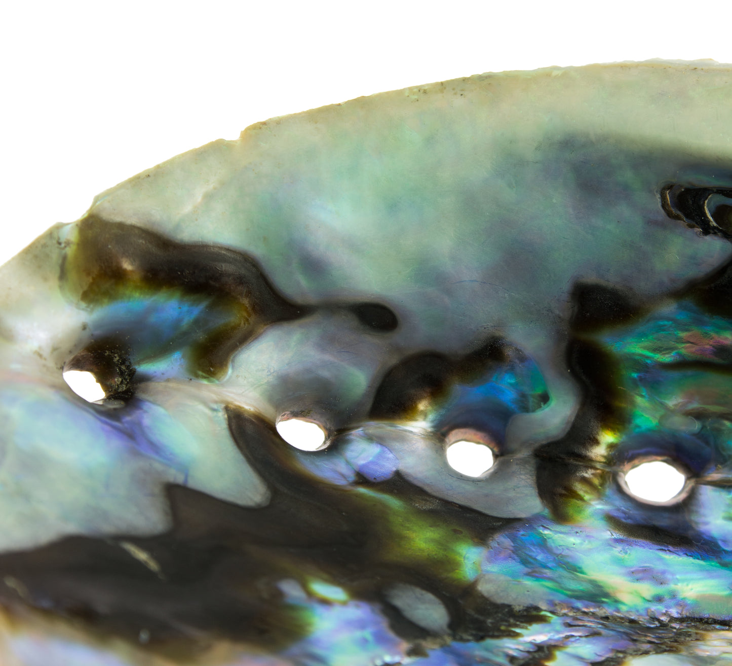 Concha de Abalone
