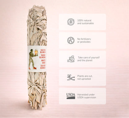 Weißer Salbei aus Kalifornien (22-25 cm)