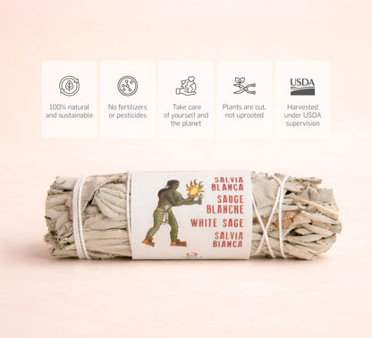 Fagotto di salvia bianca della California, 8-10 cm