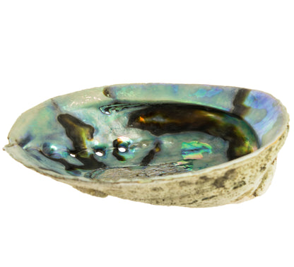 Abalone Shell